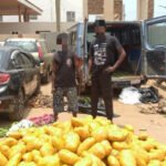 Two Arrested With 692 Parcels of Suspected Indian Hemp at Dawhenya
