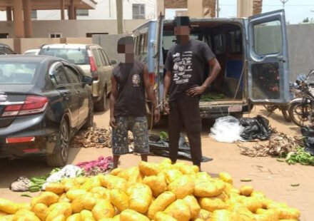 Two Arrested With 692 Parcels of Suspected Indian Hemp at Dawhenya