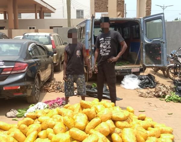 Two Arrested With 692 Parcels of Suspected Indian Hemp at Dawhenya